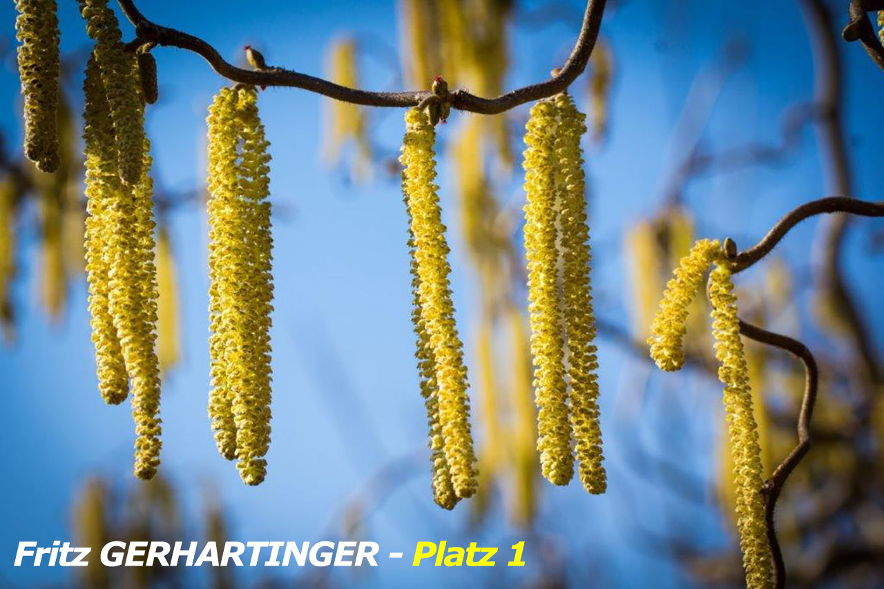 GERHARTINGER_Fritz_Pl_1