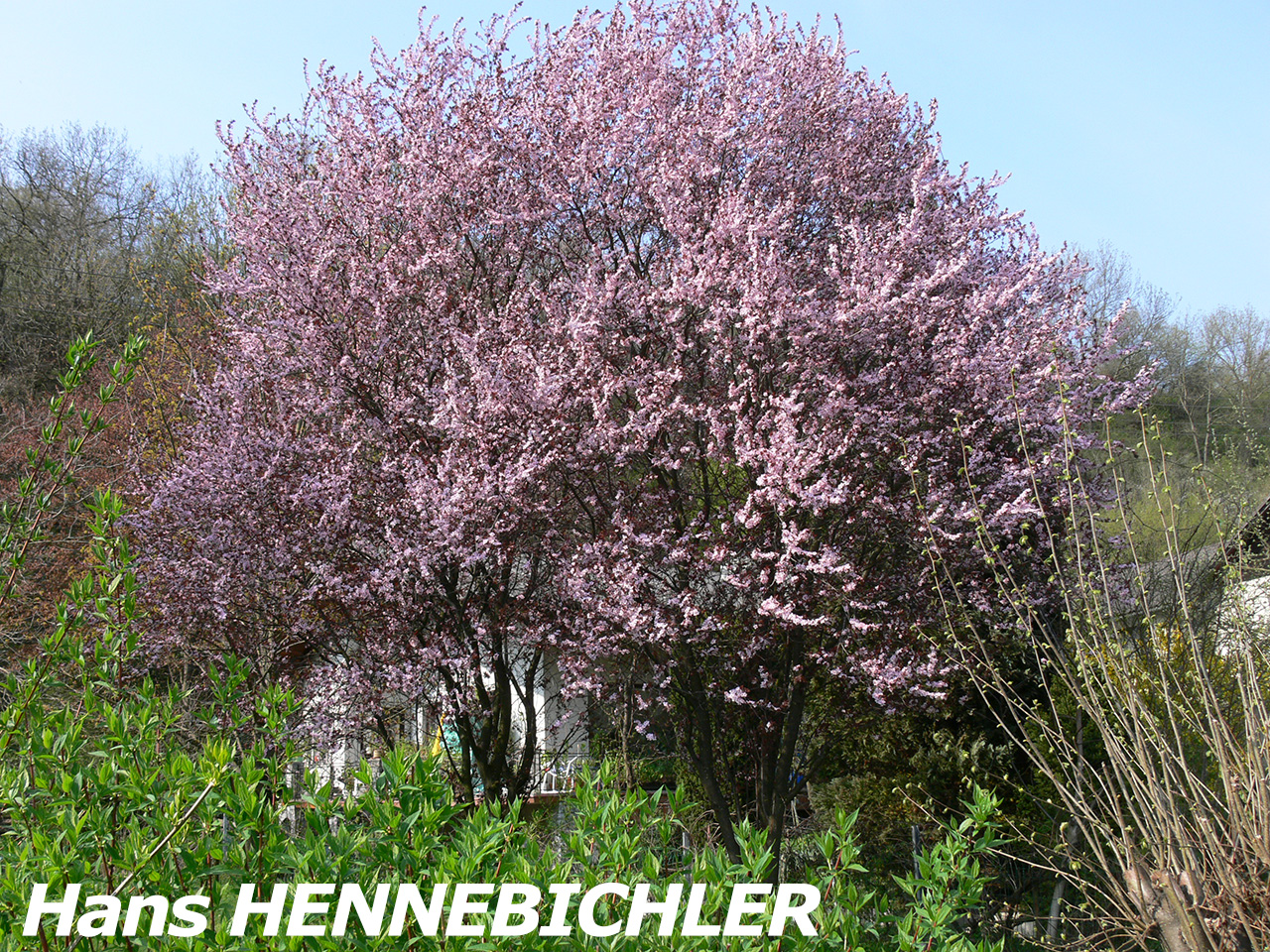 HENNEBICHLER_Hans