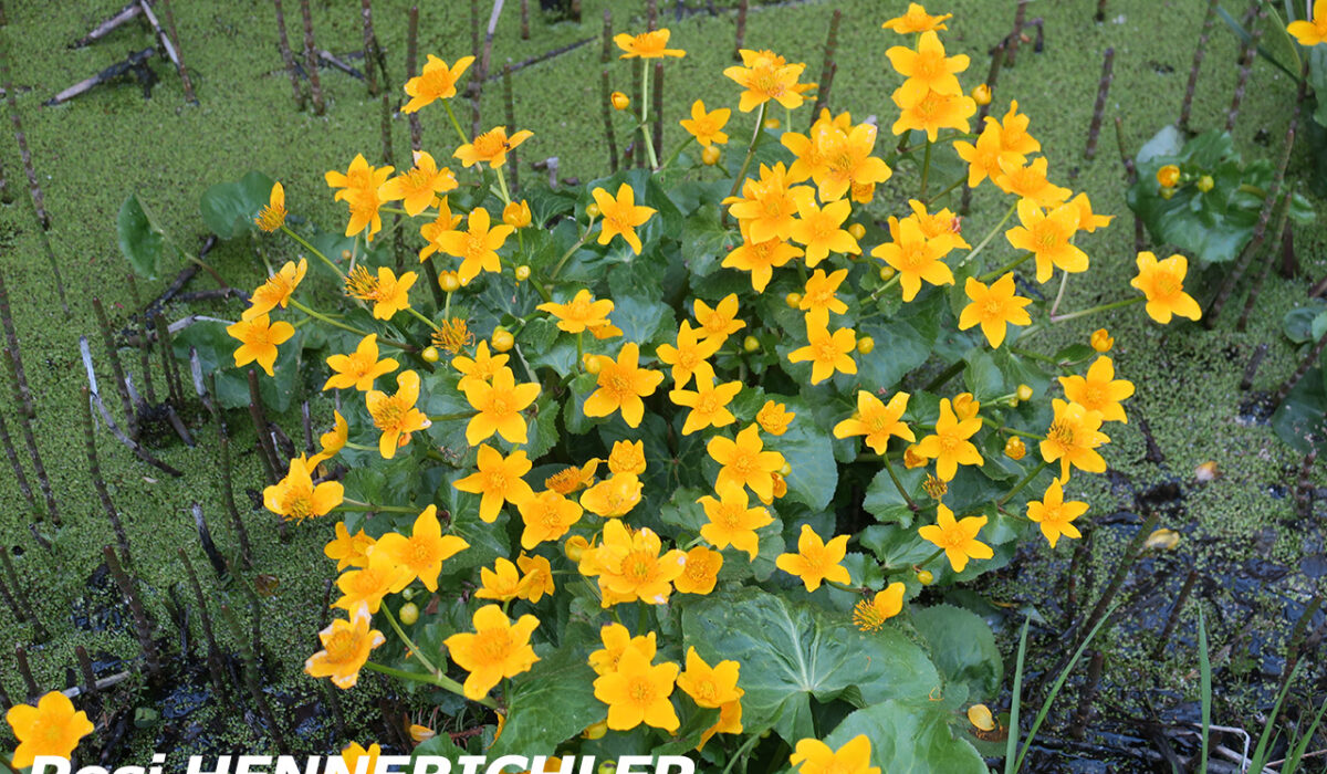 Rosi Hennebichler - Sumpfdotterblumen