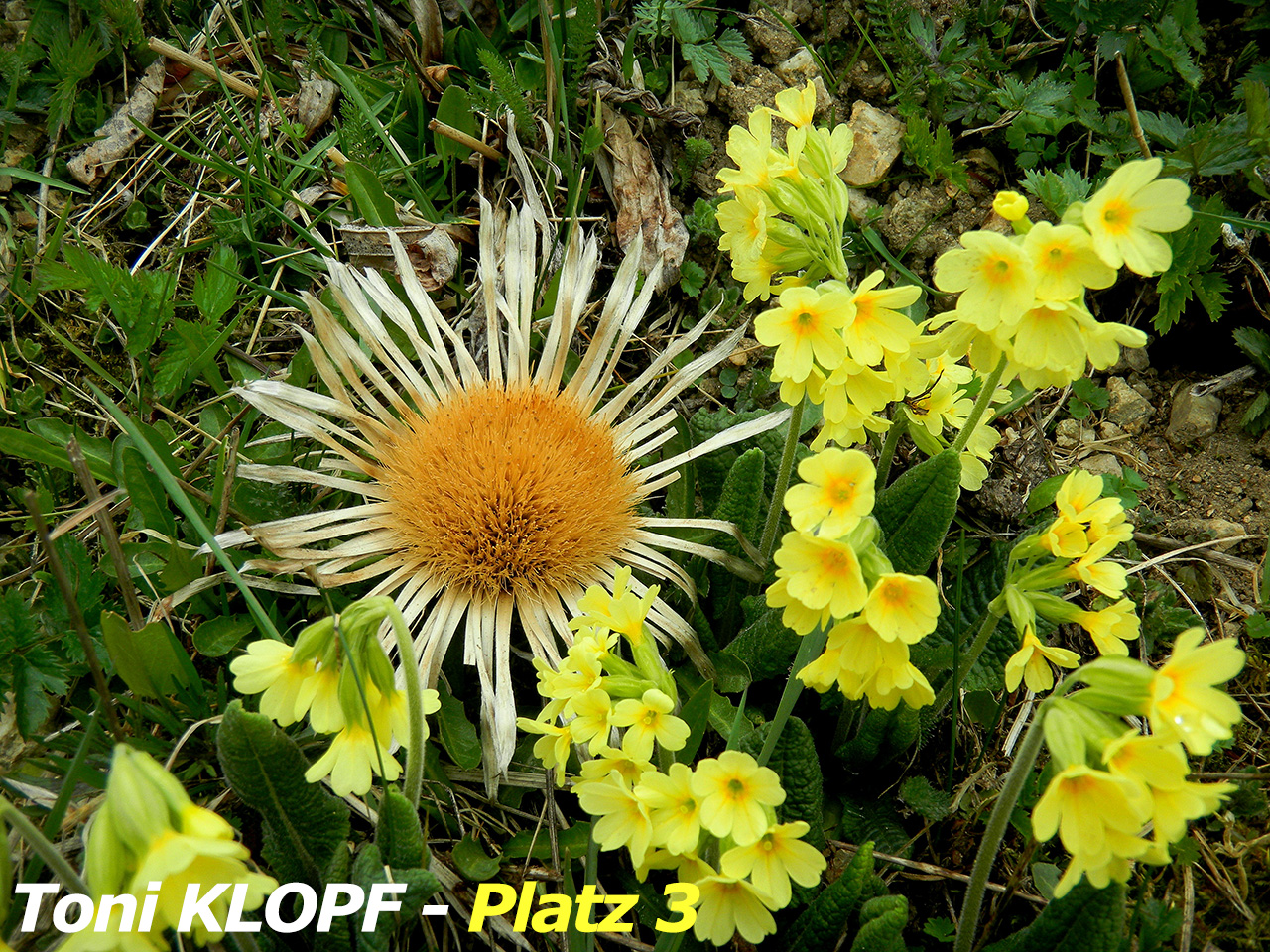 KLOPF_Toni_Pl_3