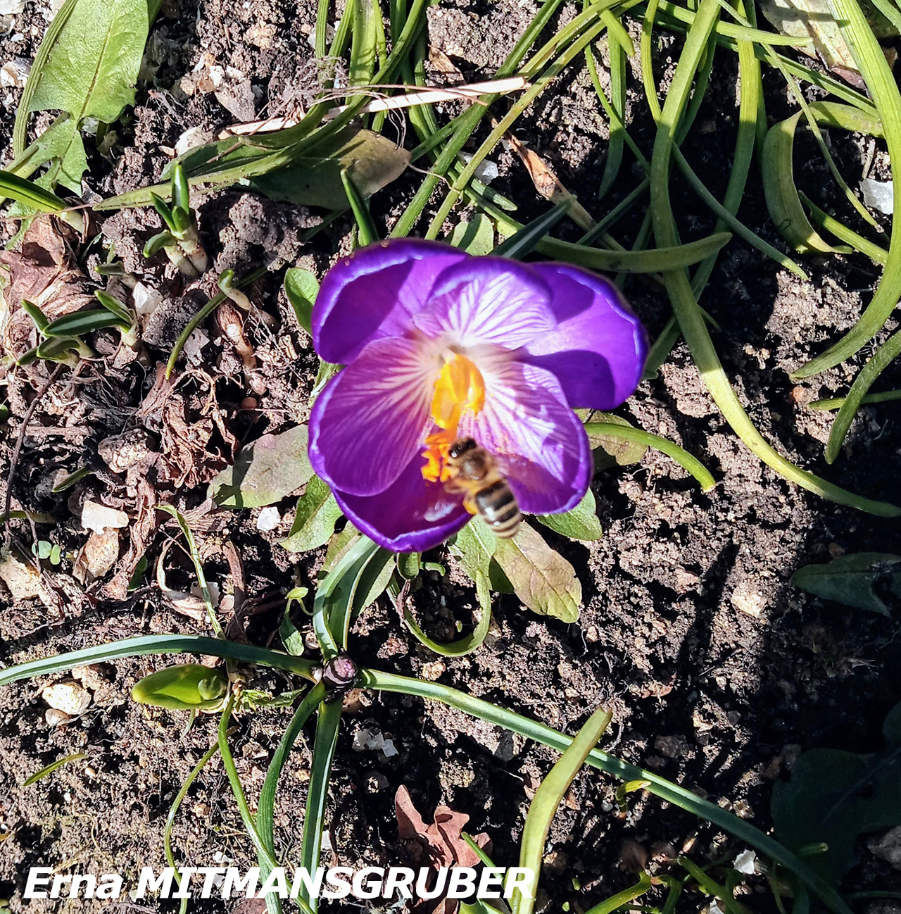 MITMANSGRUBER_Erna_1