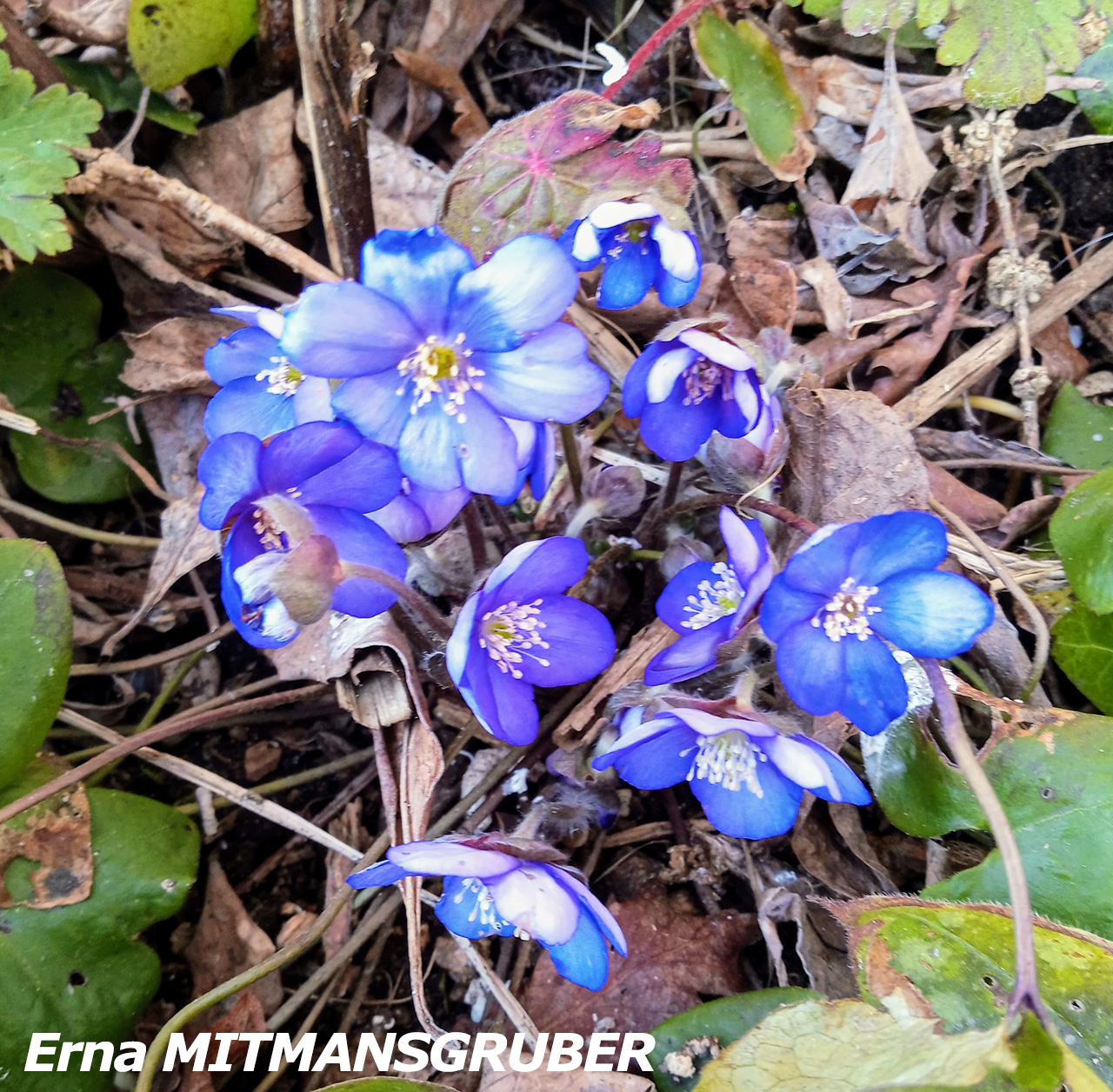 MITMANSGRUBER_Erna_2