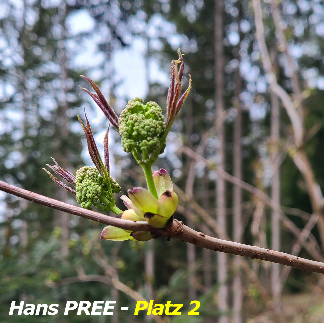PREE_Hans_1_Pl_2