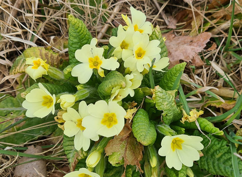 Roswitha Pree - Farben des Frühlings