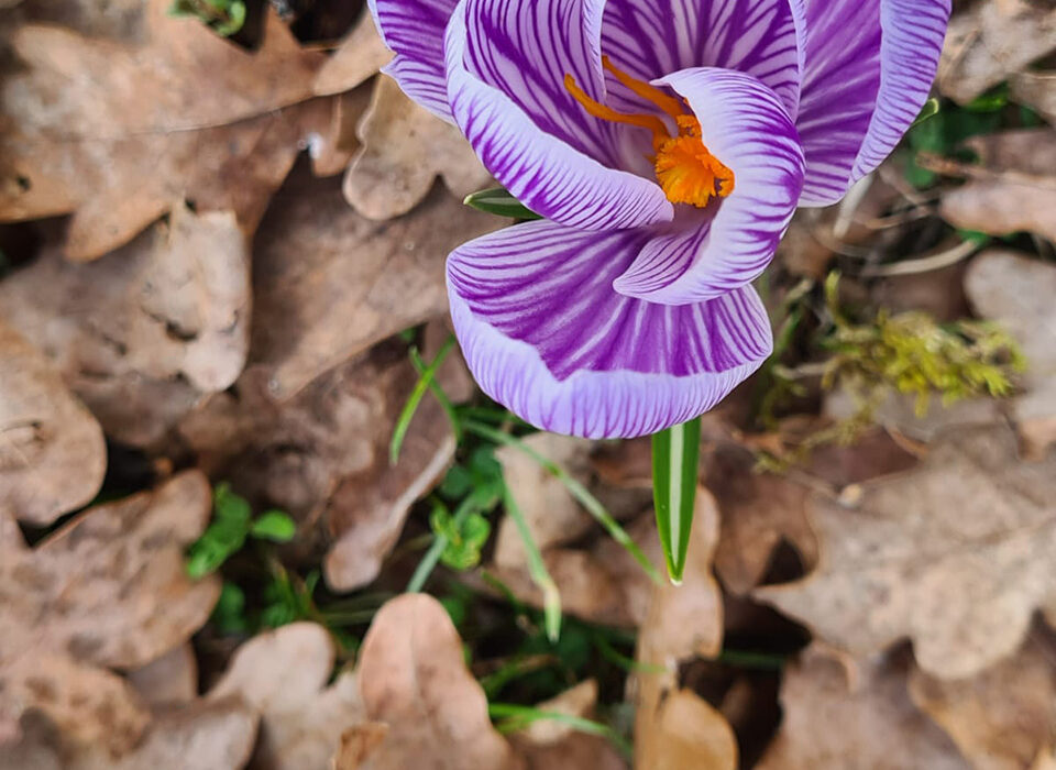 Roswitha Pree - Farben des Frühlings