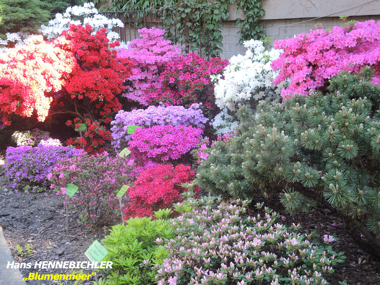 Hennebichler H - Blumenmeer web
