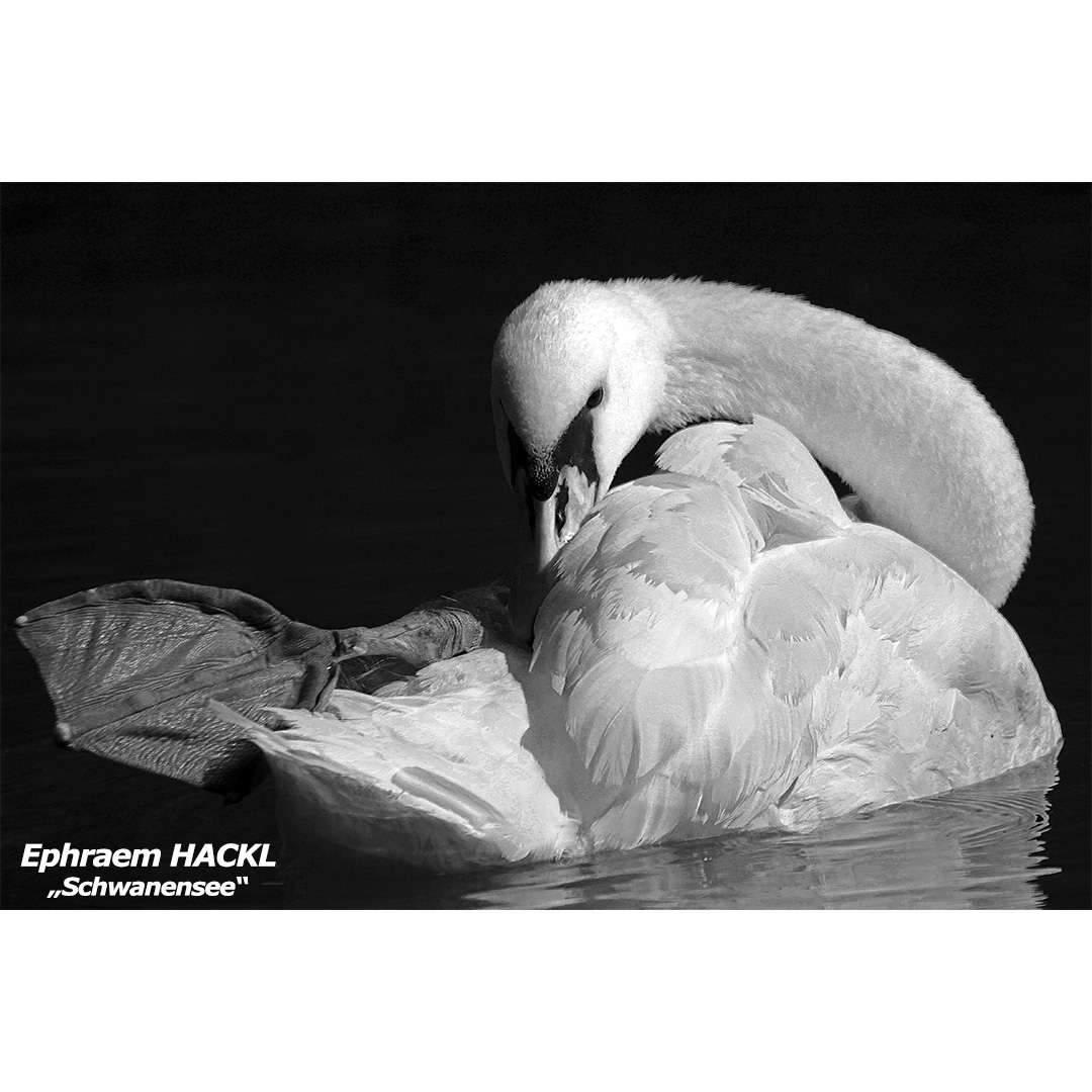 Hackl E - Schwanensee - web