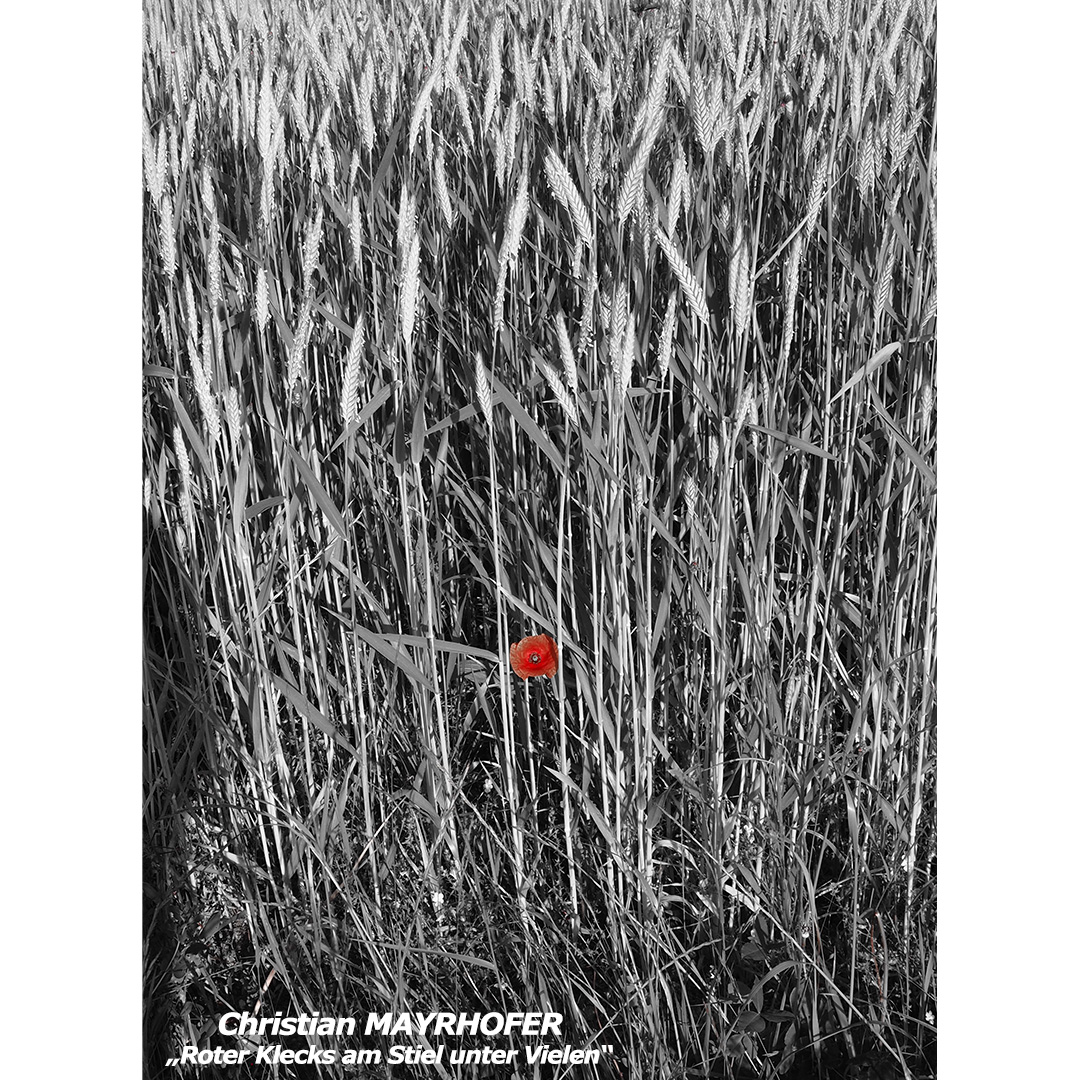Mayrhofer C - Roter Klecks am Stiel unter Vielen - web