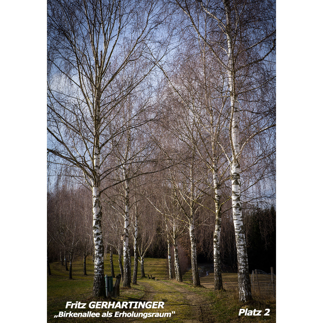 GERHARTINGER Fritz - Birkenallee als Erholungsraum - web