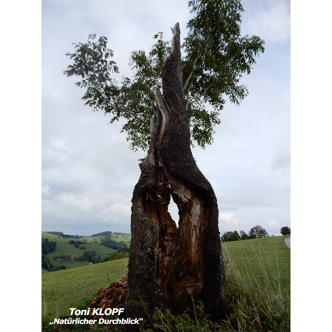 KLOPF Toni - Natürlicher Durchblick - web