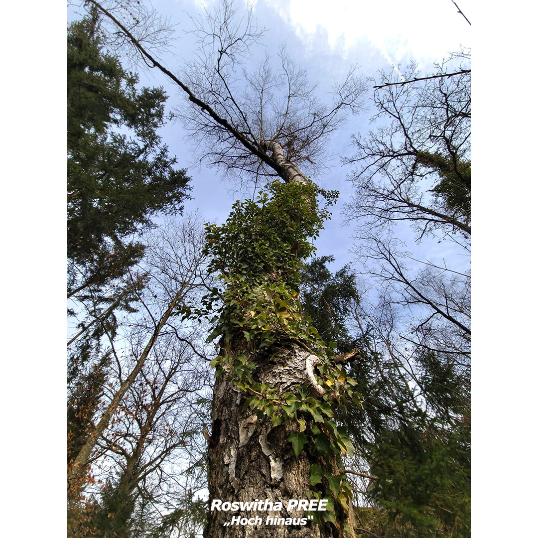PREE Roswitha - Hoch hinaus - web