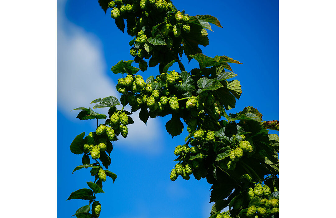 Fritz Gerhartiner - Hopfenernte