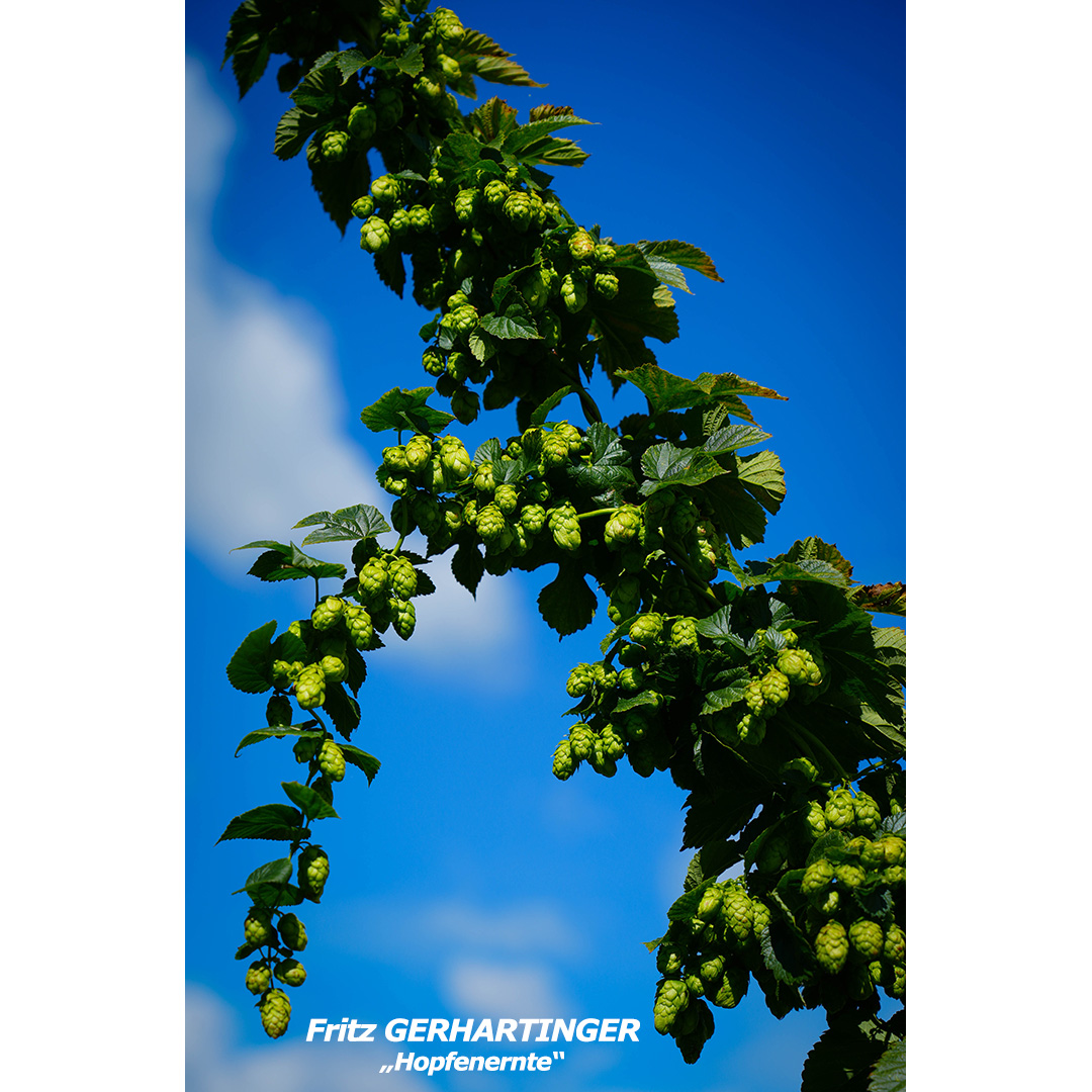GERHARTINGER Fritz - Hopfenernte - web