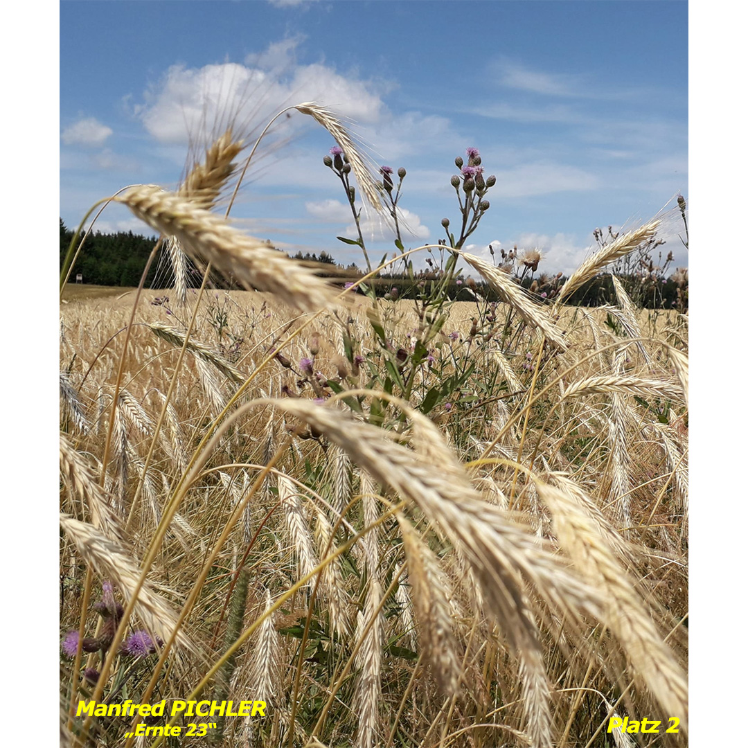 PICHLER Manfred - Ernte 23 - web