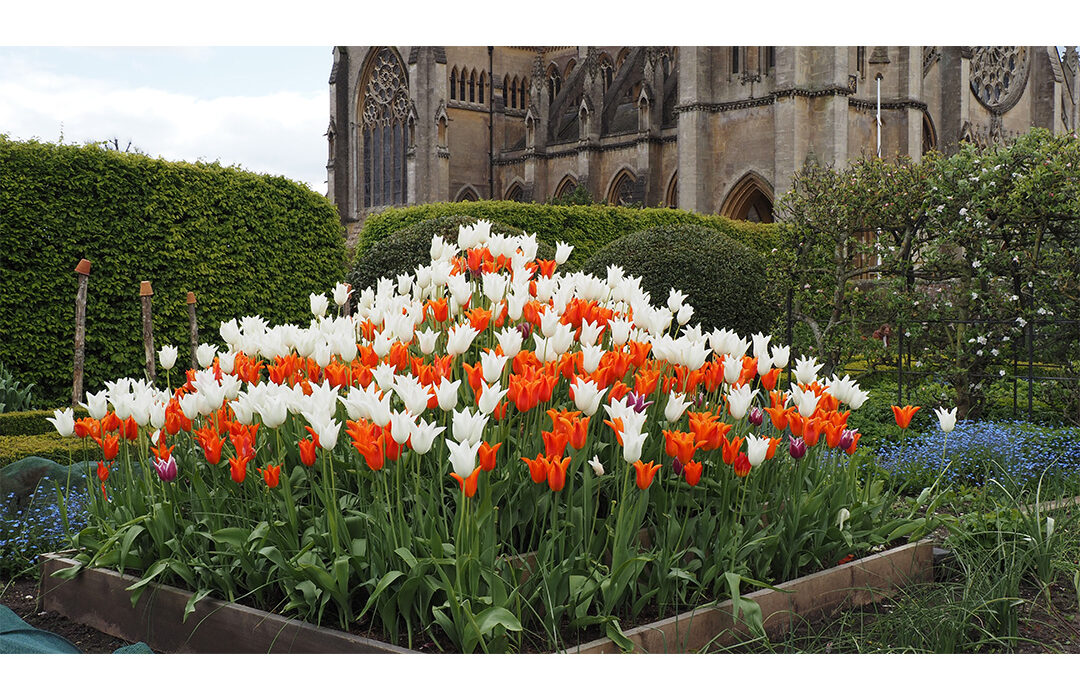 Werner Rehberger - Tulpen im Garten der Burg Arundel