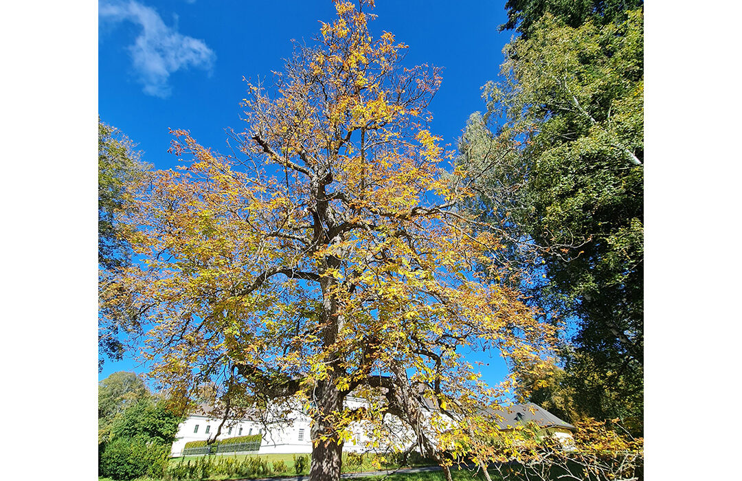 Margarete Kern - Baum