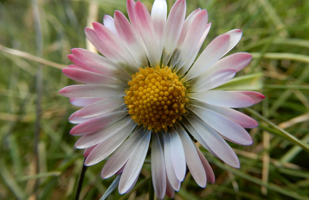 Platz 2 - Ingrid Klopf - Gänseblümchen im Garten