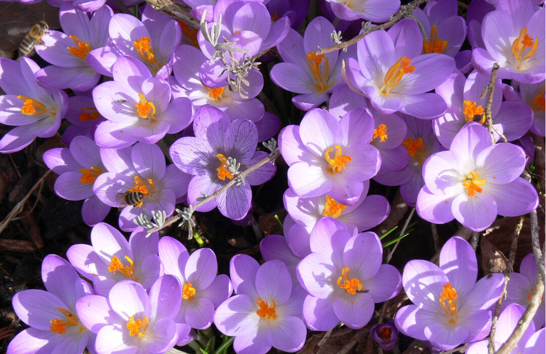 Hans Hennebichler - Krokus
