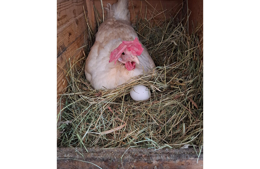 Renate Pichler - Ei frisch aus der Produktion - 3. Platz