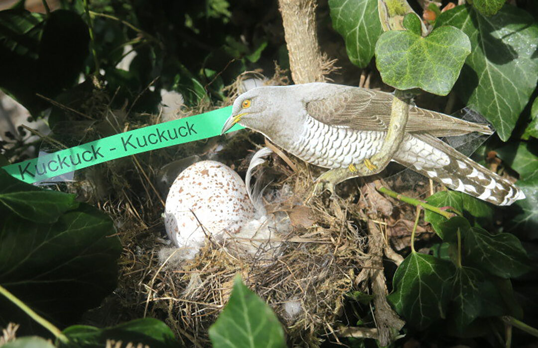 Hans Hennebichler - Kuckucksei im fremden Nest